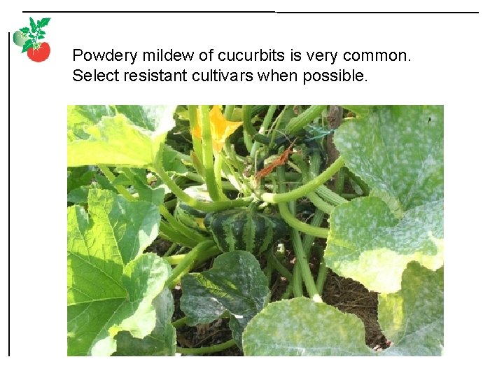 Powdery mildew of cucurbits is very common. Select resistant cultivars when possible. 