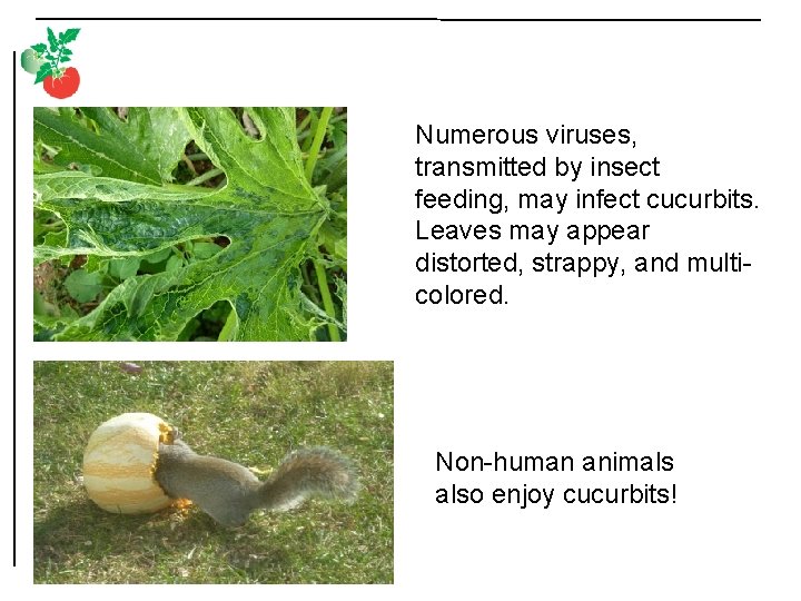 Numerous viruses, transmitted by insect feeding, may infect cucurbits. Leaves may appear distorted, strappy,