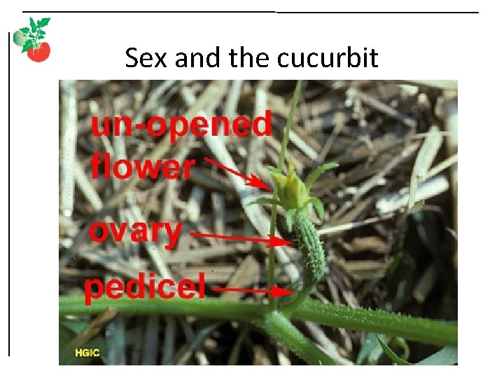 Sex and the cucurbit 