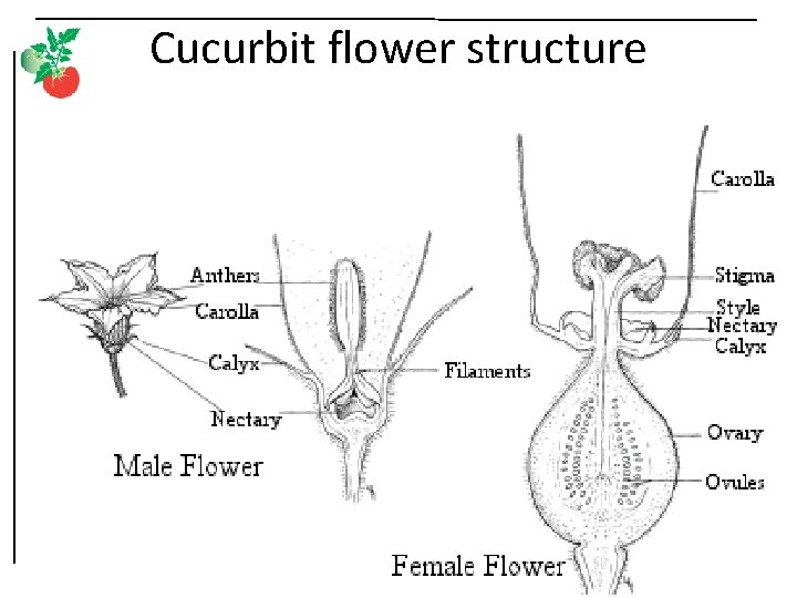 Cucurbit flower structure 