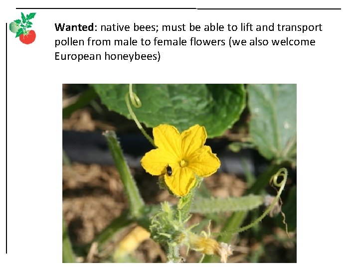 Wanted: native bees; must be able to lift and transport pollen from male to