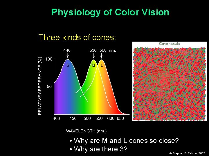 Physiology of Color Vision Three kinds of cones: • Why are M and L