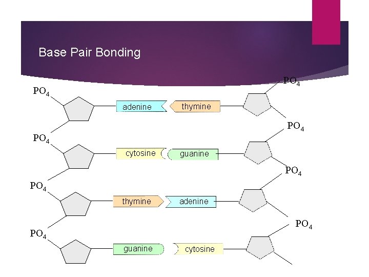 Base Pair Bonding PO 4 adenine thymine PO 4 cytosine guanine PO 4 thymine