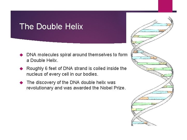 The Double Helix DNA molecules spiral around themselves to form a Double Helix. Roughly
