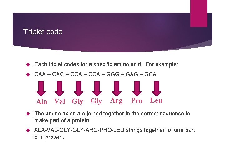 Triplet code Each triplet codes for a specific amino acid. For example: CAA –