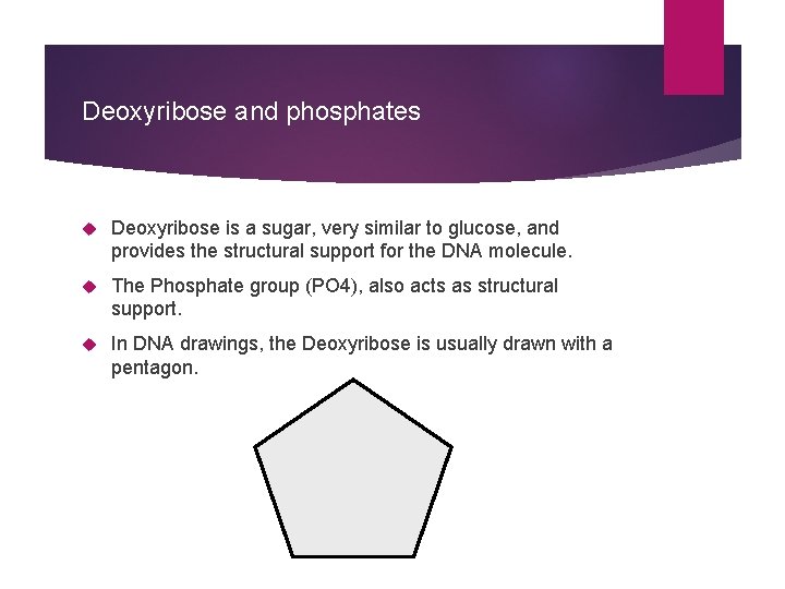 Deoxyribose and phosphates Deoxyribose is a sugar, very similar to glucose, and provides the