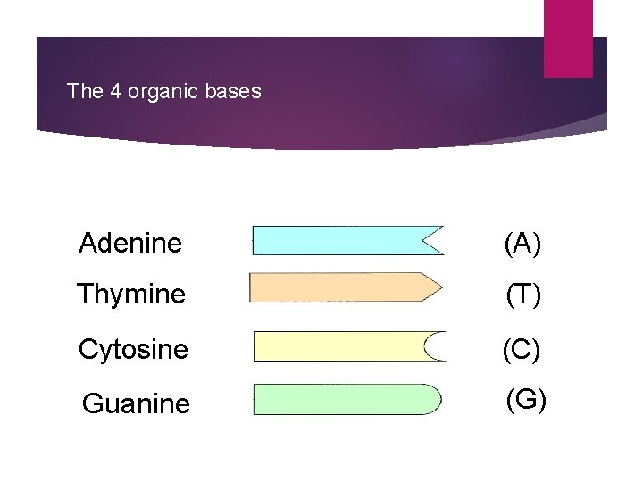 The 4 organic bases Adenine (A) Thymine (T) Cytosine (C) Guanine (G) 