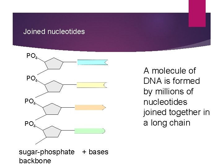 Joined nucleotides PO 4 A molecule of DNA is formed by millions of nucleotides