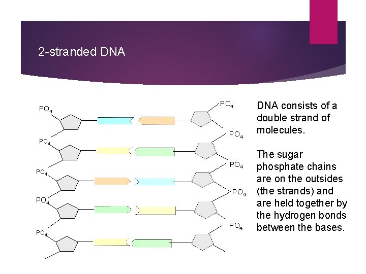 2 -stranded DNA PO 4 PO 4 PO 4 DNA consists of a double