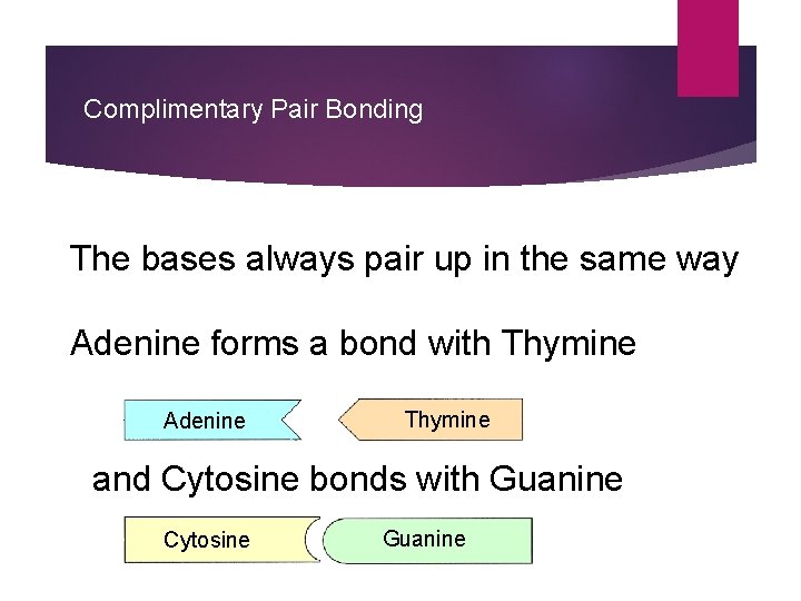 Complimentary Pair Bonding The bases always pair up in the same way Adenine forms