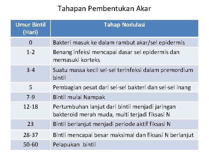 Tahapan Pembentukan Akar Umur Bintil (Hari) Tahap Nodulasi 0 Bakteri masuk ke dalam rambut