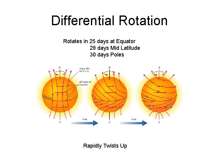 Differential Rotation Rotates in 25 days at Equator 28 days Mid Latitude 30 days