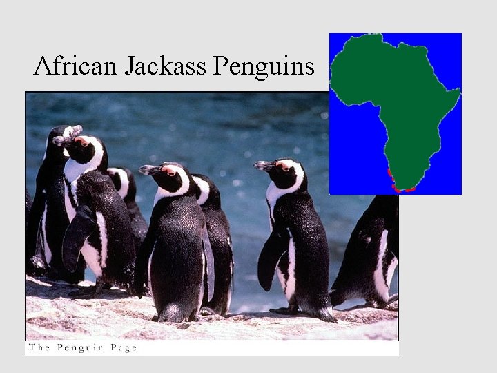 African Jackass Penguins 