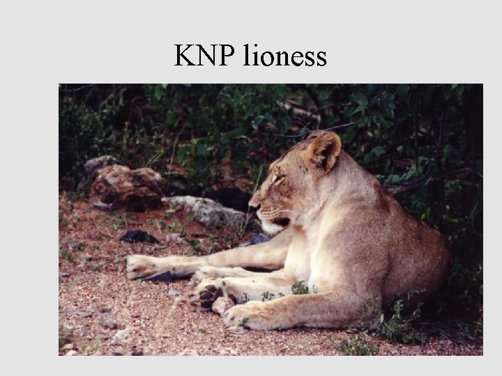 KNP lioness 