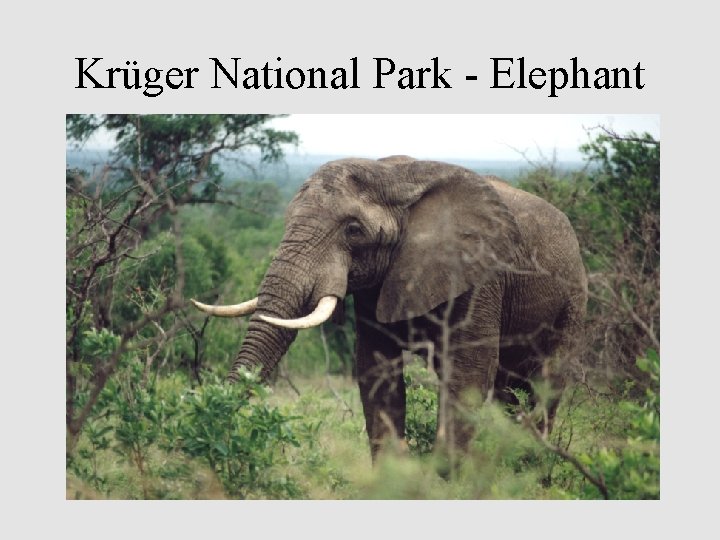 Krüger National Park - Elephant 