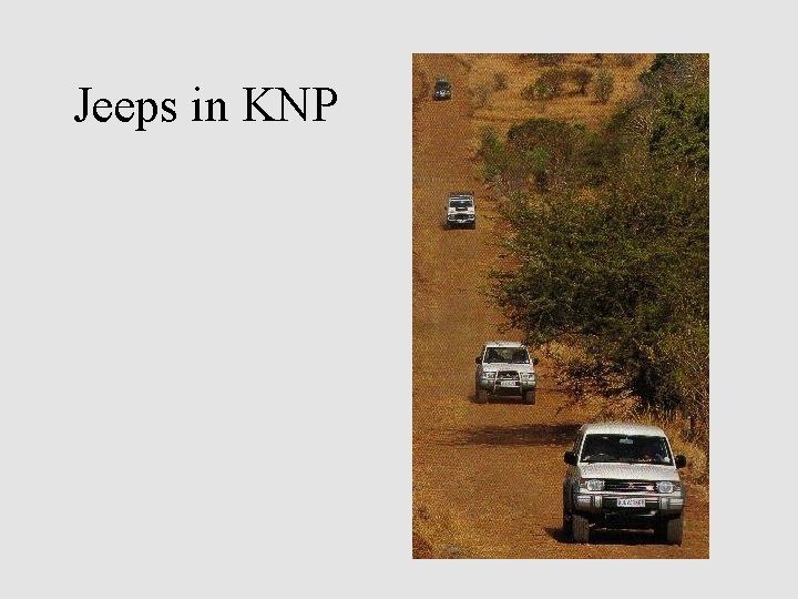 Jeeps in KNP 
