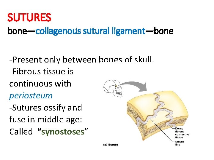 SUTURES bone—collagenous sutural ligament—bone -Present only between bones of skull. -Fibrous tissue is continuous SUTURES bone—collagenous sutural ligament—bone -Present only between bones of skull. -Fibrous tissue is continuous