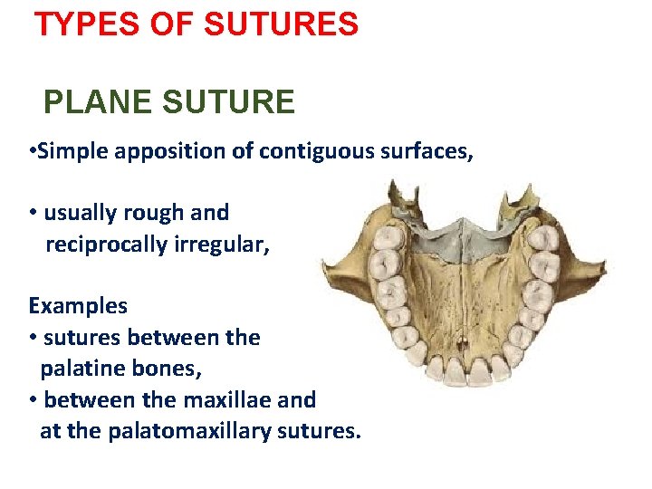 TYPES OF SUTURES PLANE SUTURE • Simple apposition of contiguous surfaces, • usually rough TYPES OF SUTURES PLANE SUTURE • Simple apposition of contiguous surfaces, • usually rough