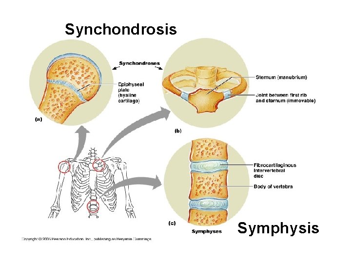 Synchondrosis Symphysis Synchondrosis Symphysis
