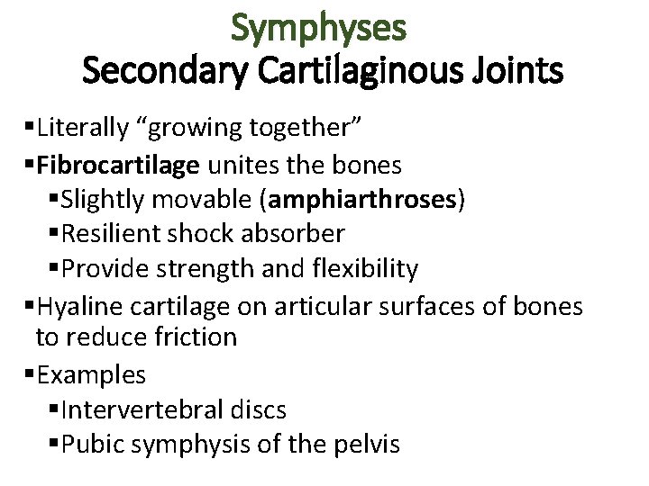 Symphyses Secondary Cartilaginous Joints §Literally “growing together” §Fibrocartilage unites the bones §Slightly movable (amphiarthroses) Symphyses Secondary Cartilaginous Joints §Literally “growing together” §Fibrocartilage unites the bones §Slightly movable (amphiarthroses)