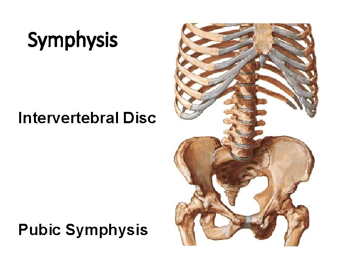 Symphysis Intervertebral Disc Pubic Symphysis Symphysis Intervertebral Disc Pubic Symphysis