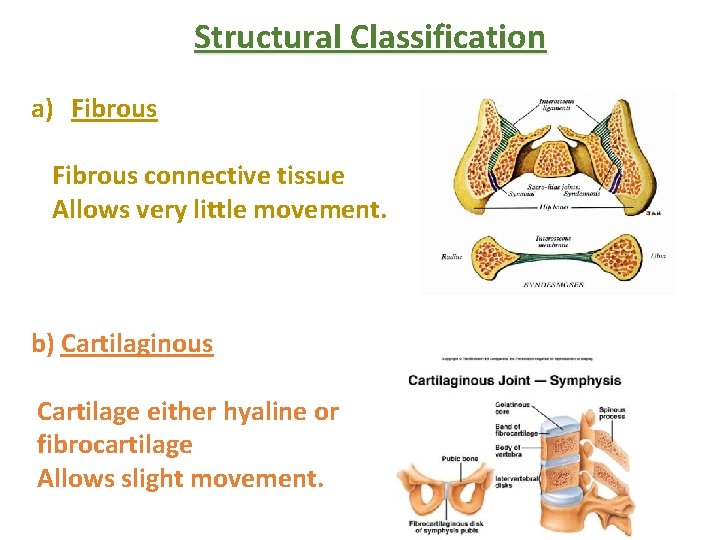 Structural Classification a) Fibrous connective tissue Allows very little movement. b) Cartilaginous Cartilage either Structural Classification a) Fibrous connective tissue Allows very little movement. b) Cartilaginous Cartilage either