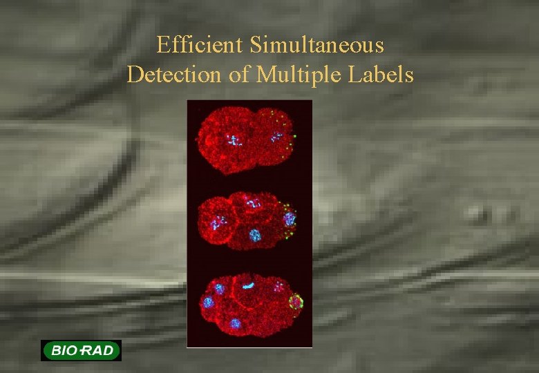 Efficient Simultaneous Detection of Multiple Labels 