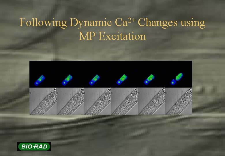 Following Dynamic Ca 2+ Changes using MP Excitation 