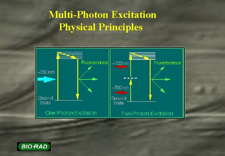 Multi-Photon Excitation Physical Principles 