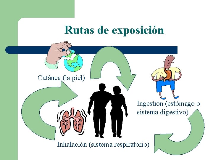 Rutas de exposición Cutánea (la piel) Ingestión (estómago o sistema digestivo) Inhalación (sistema respiratorio)