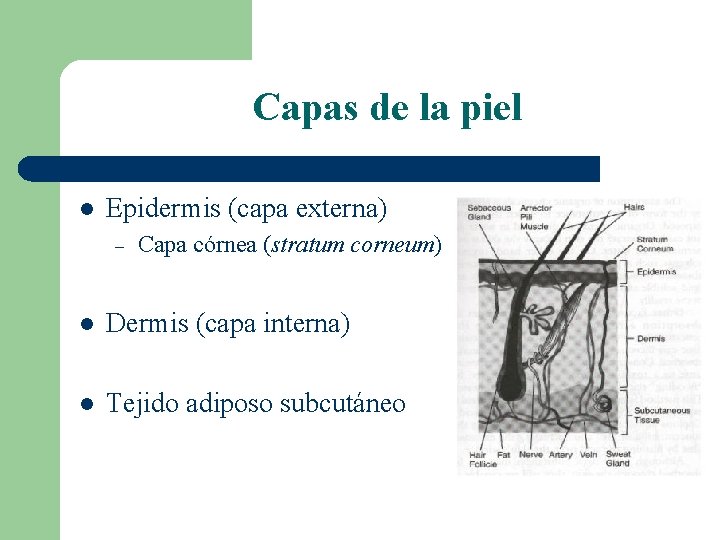 Capas de la piel l Epidermis (capa externa) – Capa córnea (stratum corneum) l