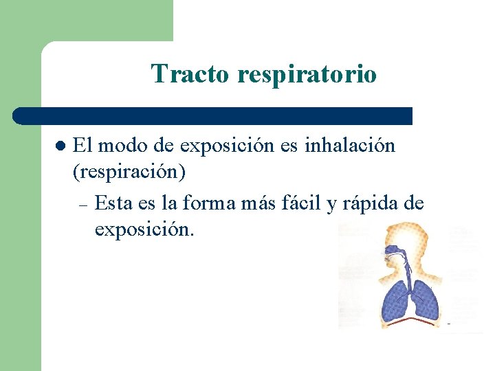 Tracto respiratorio l El modo de exposición es inhalación (respiración) – Esta es la