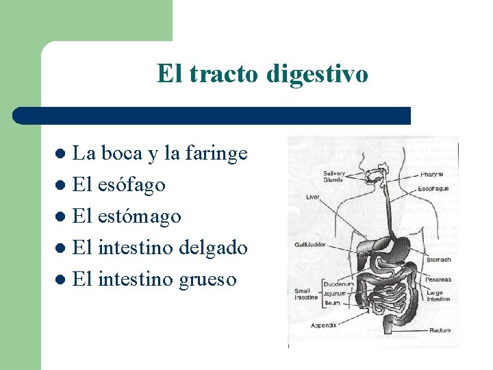El tracto digestivo La boca y la faringe l El esófago l El estómago