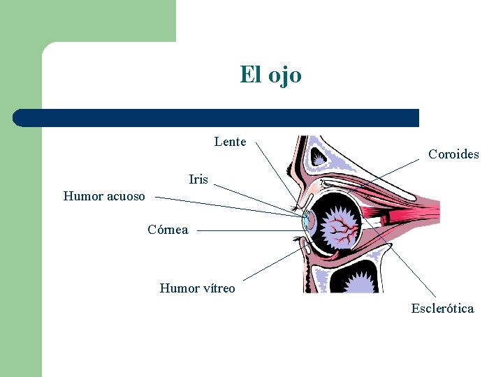 El ojo Lente Coroides Iris Humor acuoso Córnea Humor vítreo Esclerótica 