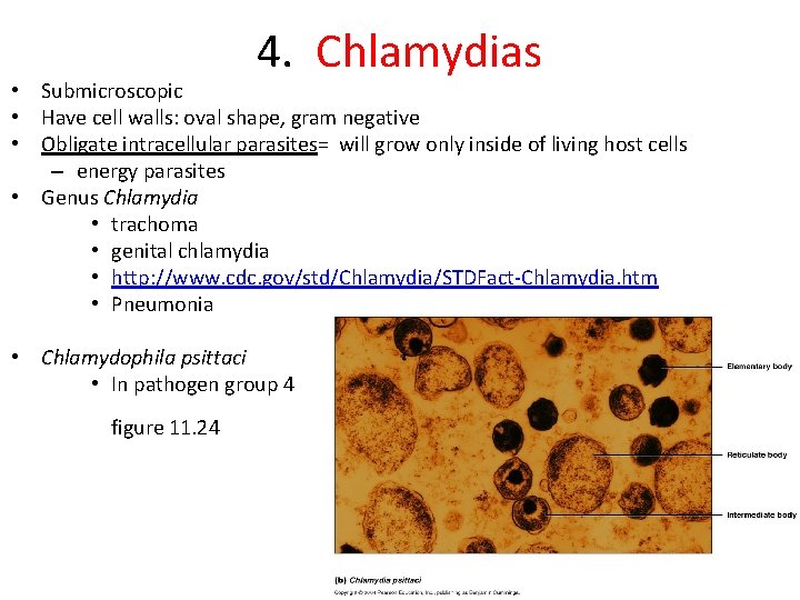 4. Chlamydias • Submicroscopic • Have cell walls: oval shape, gram negative • Obligate