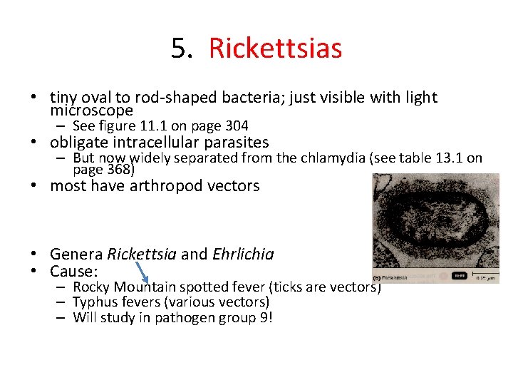 5. Rickettsias • tiny oval to rod-shaped bacteria; just visible with light microscope –