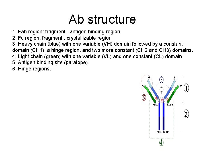 Ab structure 1. Fab region: fragment , antigen binding region 2. Fc region: fragment