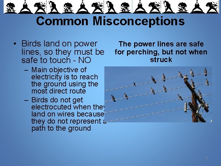 Common Misconceptions • Birds land on power lines, so they must be safe to