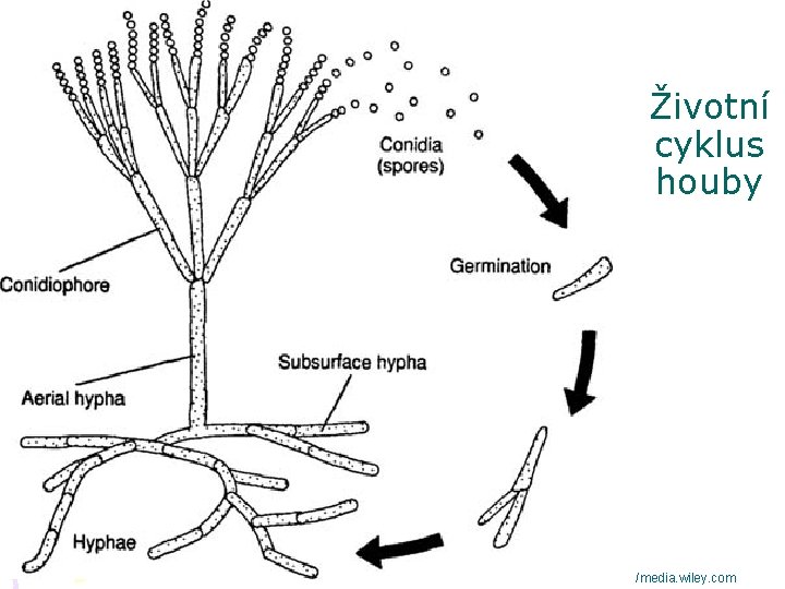 Životní cyklus houby /media. wiley. com 