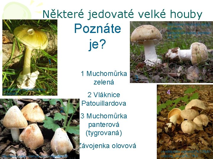 Některé jedovaté velké houby Poznáte je? http: //www. micologia. net/g 3 /Amanitapanterina/Amanita_pantheri na_001 1