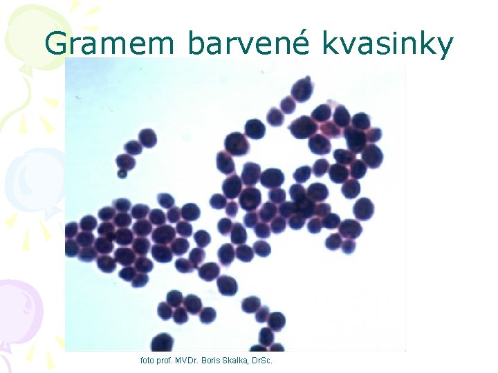 Gramem barvené kvasinky foto prof. MVDr. Boris Skalka, Dr. Sc. 