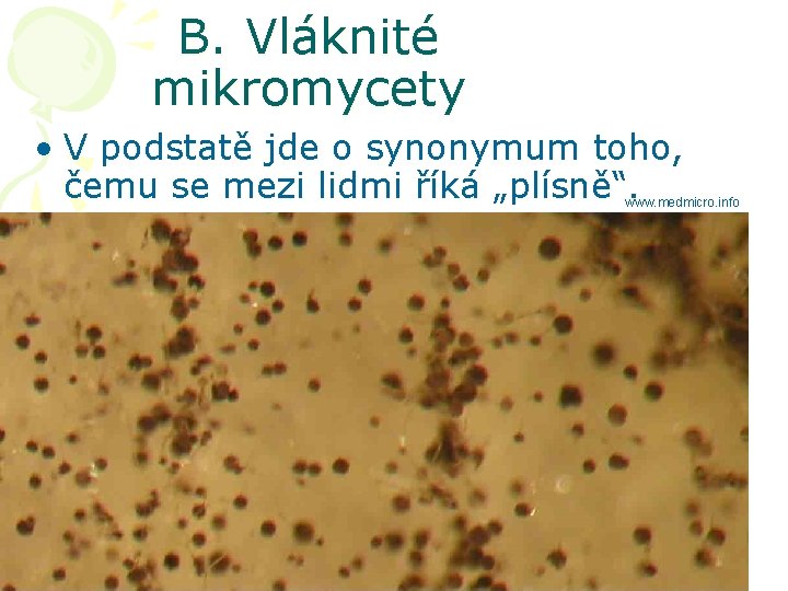 B. Vláknité mikromycety • V podstatě jde o synonymum toho, čemu se mezi lidmi