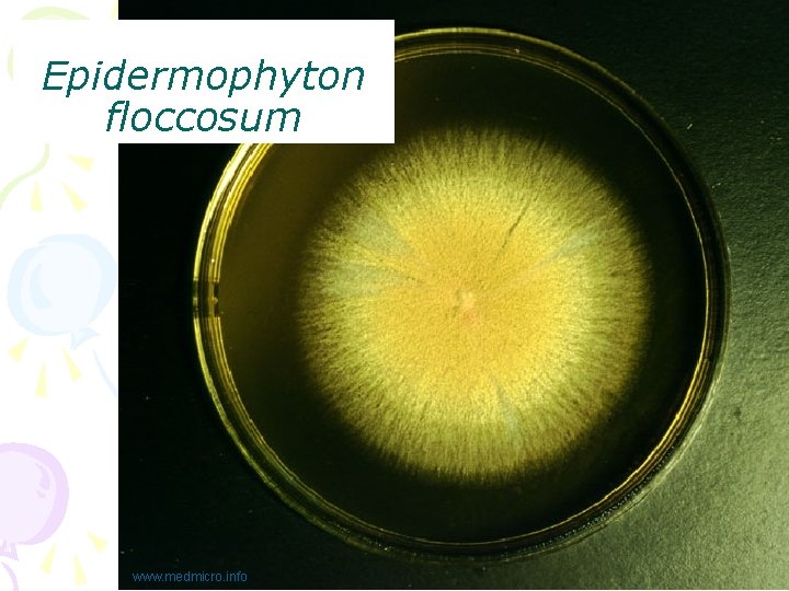 Epidermophyton floccosum www. medmicro. info 