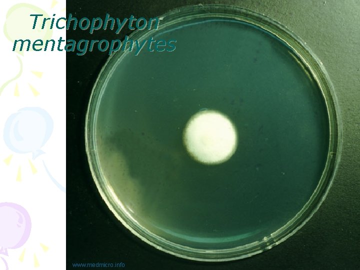 Trichophyton mentagrophytes www. medmicro. info 