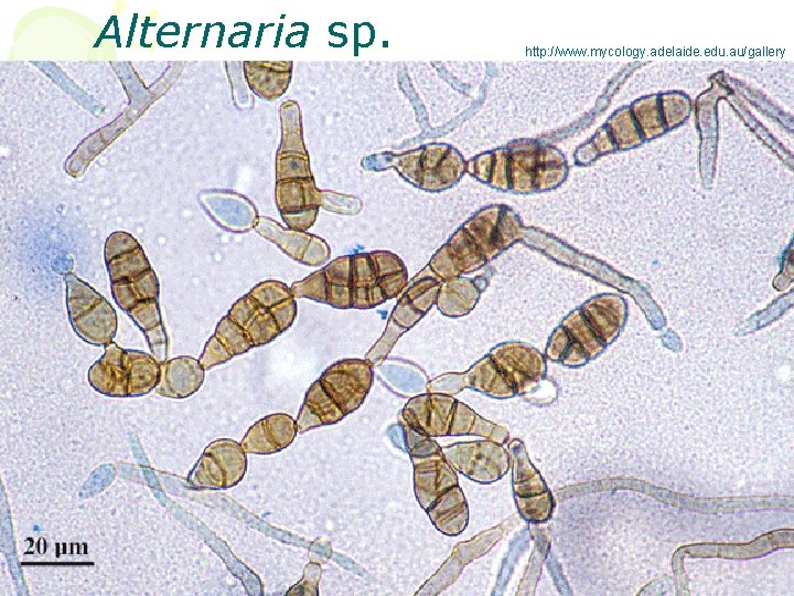 Alternaria sp. http: //www. mycology. adelaide. edu. au/gallery 