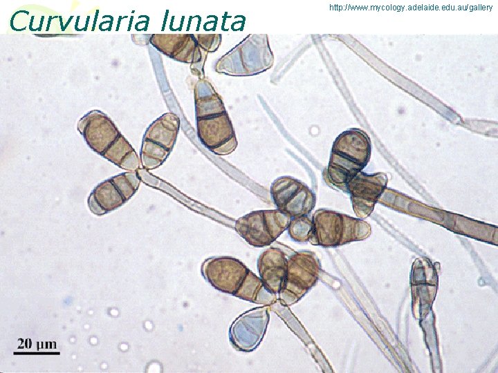 Curvularia lunata http: //www. mycology. adelaide. edu. au/gallery 