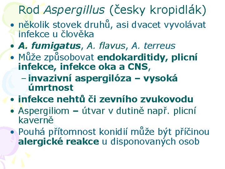 Rod Aspergillus (česky kropidlák) • několik stovek druhů, asi dvacet vyvolávat infekce u člověka