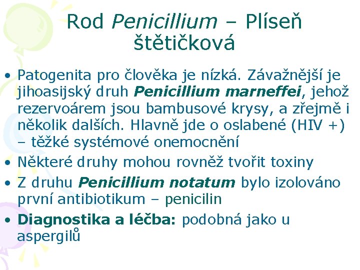 Rod Penicillium – Plíseň štětičková • Patogenita pro člověka je nízká. Závažnější je jihoasijský