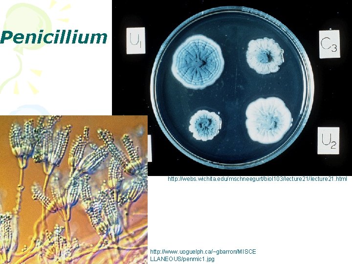 Penicillium http: //webs. wichita. edu/mschneegurt/biol 103/lecture 21. html http: //www. uoguelph. ca/~gbarron/MISCE LLANEOUS/penmic 1.