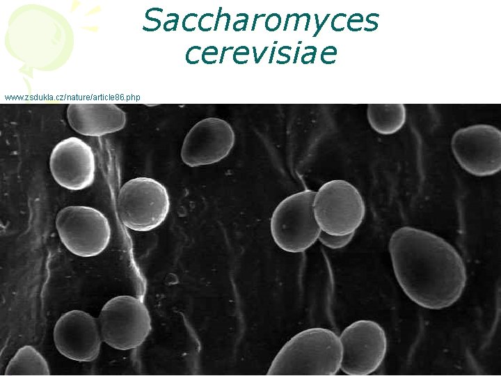 Saccharomyces cerevisiae www. zsdukla. cz/nature/article 86. php 